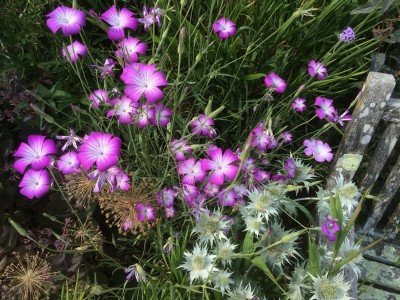 Agrostemma 'Purple Queen' - medium image 2