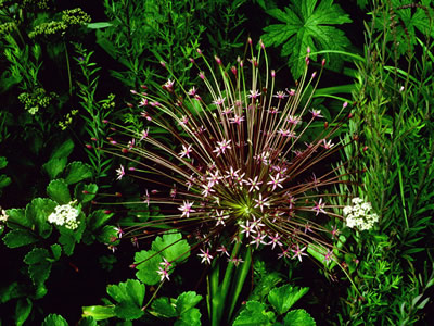Allium schubertii - medium image 3