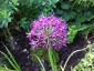 Allium wallichii - small image 1