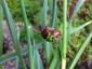 Allium obliquum - small image 4