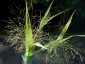Panicum elegans 'Frosted Explosion' - small image 1